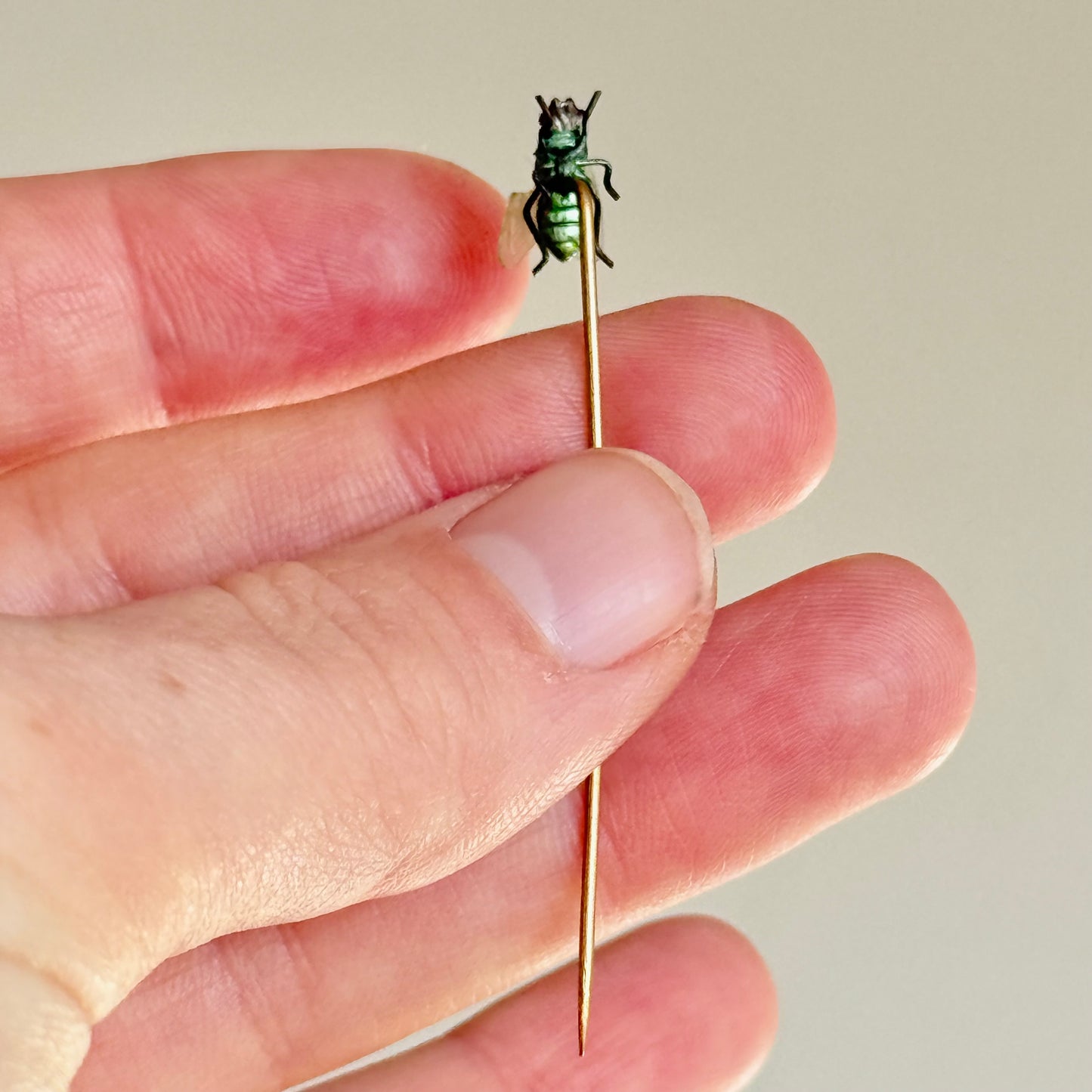 Realistic Antique Boxed Blue Bottle Fly Stick Pin; Circa 1895