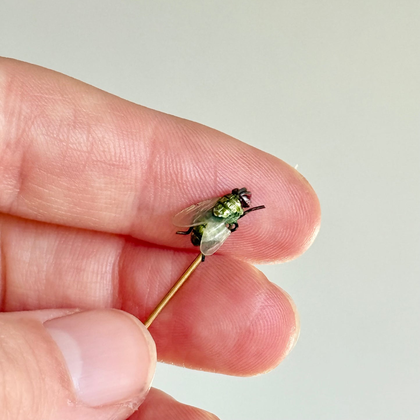 Realistic Antique Boxed Blue Bottle Fly Stick Pin; Circa 1895